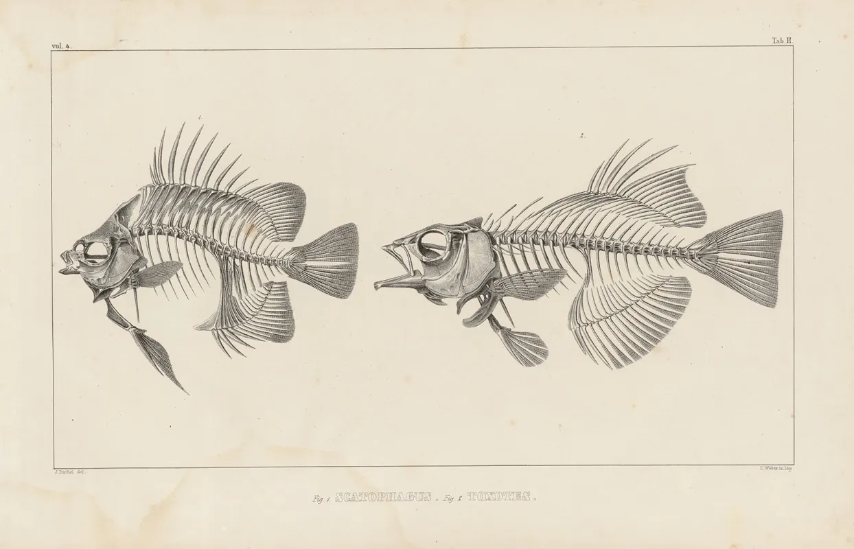 Recherches Sur Les Poissons Fossiles Pl 343 Wall Art by Louis Agassiz - High-Resolution Digital Print