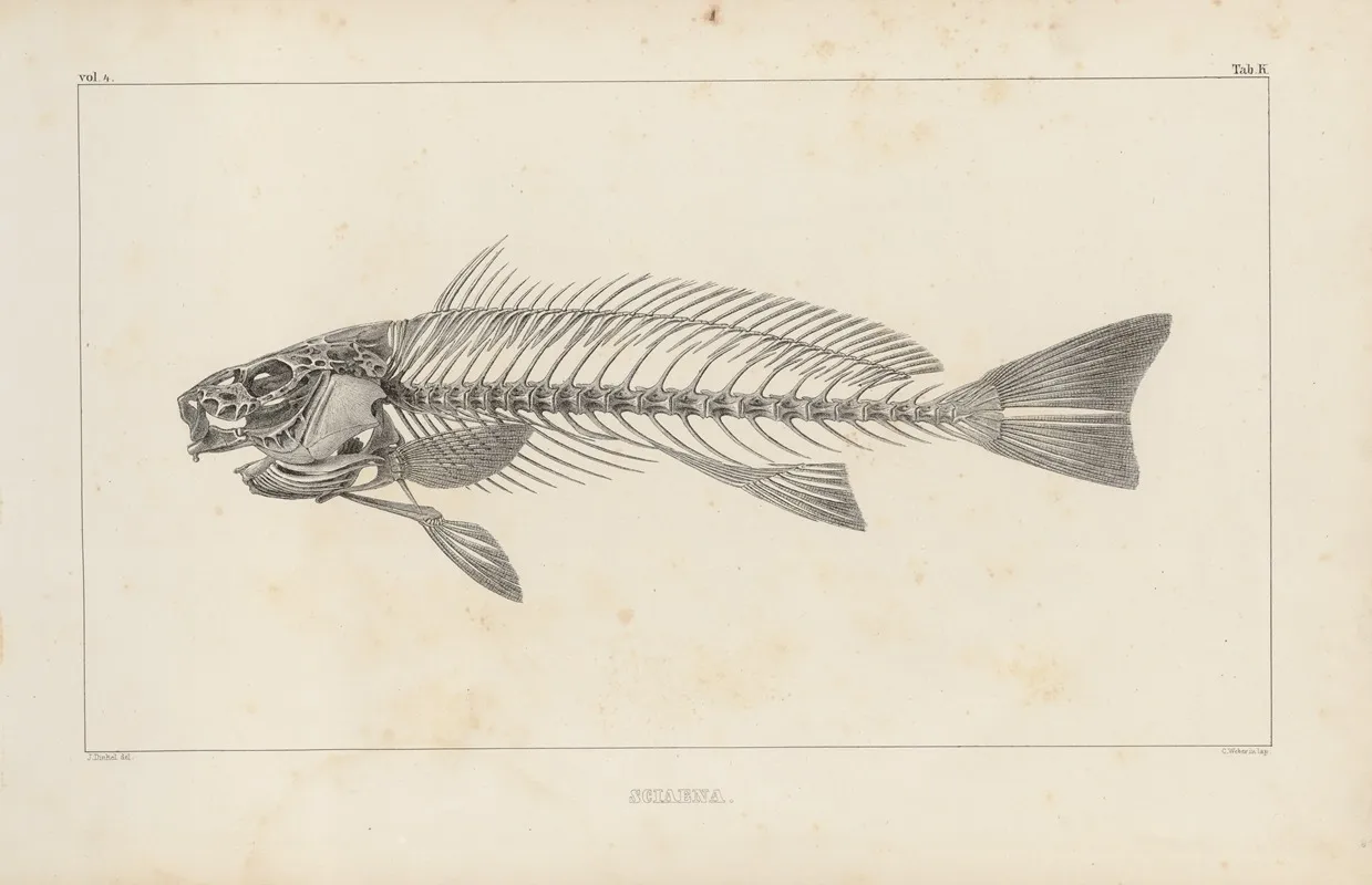 Recherches Sur Les Poissons Fossiles Pl 345 Wall Art by Louis Agassiz - High-Resolution Digital Print