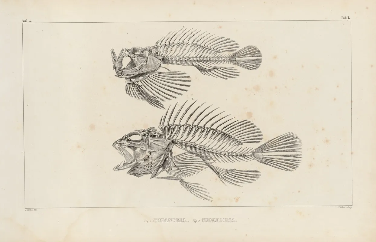 Recherches Sur Les Poissons Fossiles Pl 346 Wall Art by Louis Agassiz - High-Resolution Digital Print
