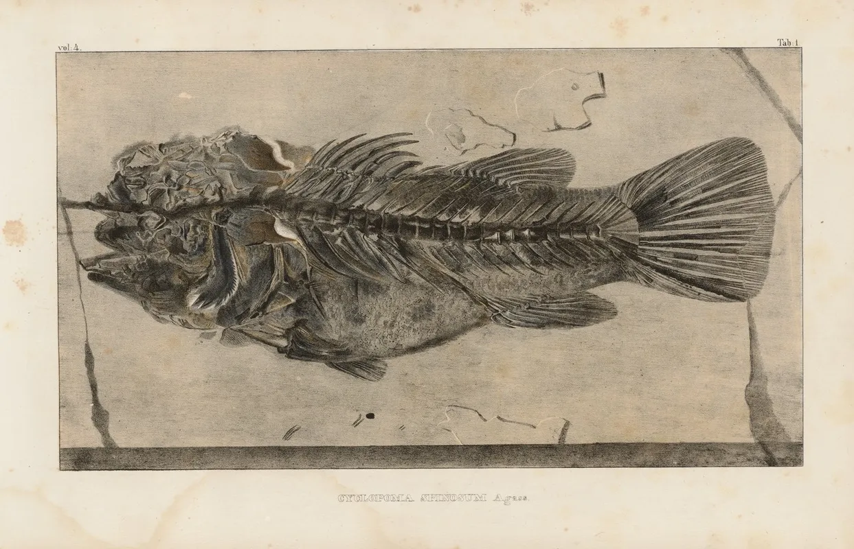 Recherches Sur Les Poissons Fossiles Pl 347 Wall Art by Louis Agassiz - High-Resolution Digital Print