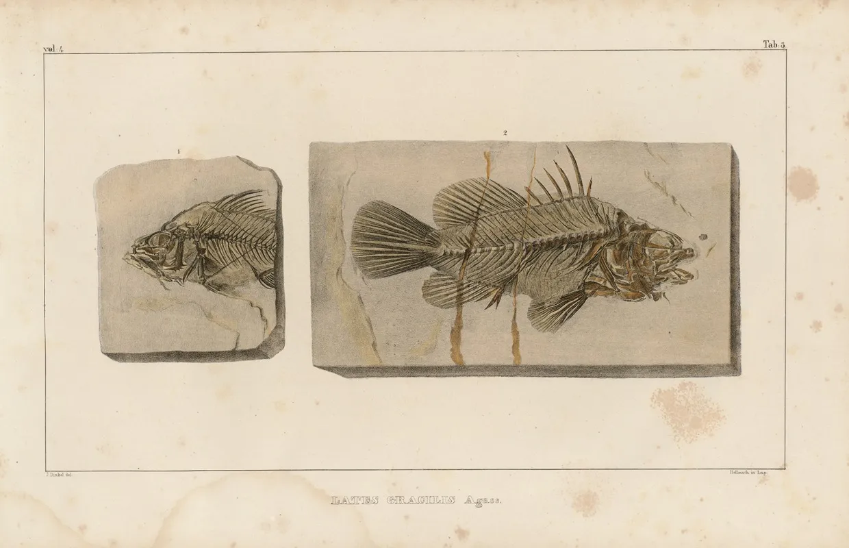Recherches Sur Les Poissons Fossiles Pl 349 Wall Art by Louis Agassiz - High-Resolution Digital Print