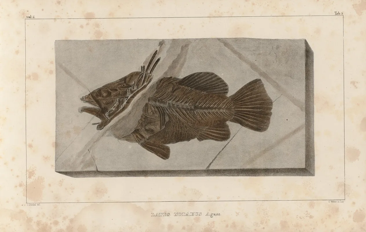 Recherches Sur Les Poissons Fossiles Pl 351 Wall Art by Louis Agassiz - High-Resolution Digital Print