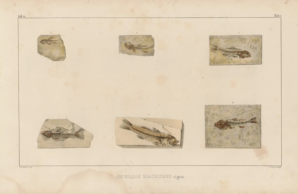 Recherches Sur Les Poissons Fossiles Pl 353 Wall Art by Louis Agassiz - High-Resolution Digital Print