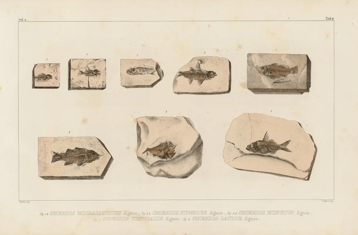 Recherches Sur Les Poissons Fossiles Pl 354 Wall Art by Louis Agassiz - High-Resolution Digital Print
