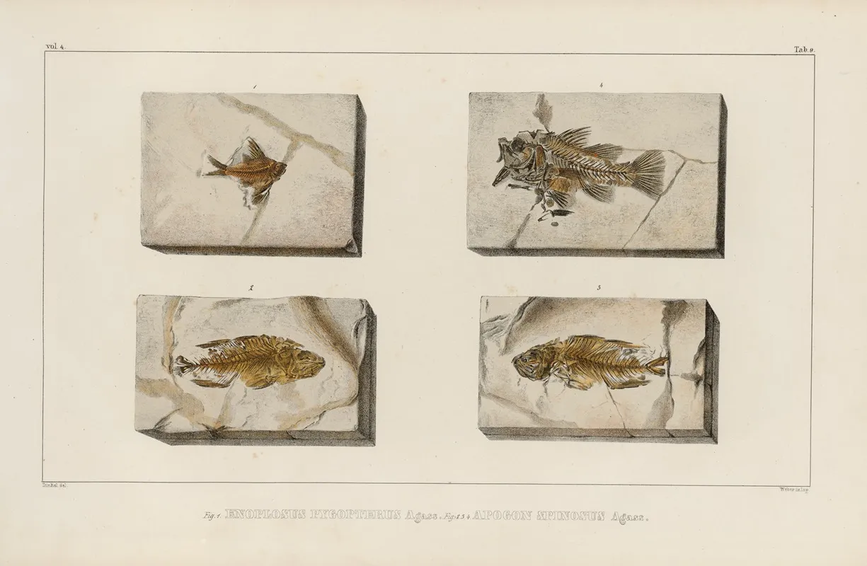 Recherches Sur Les Poissons Fossiles Pl 355 Wall Art by Louis Agassiz - High-Resolution Digital Print