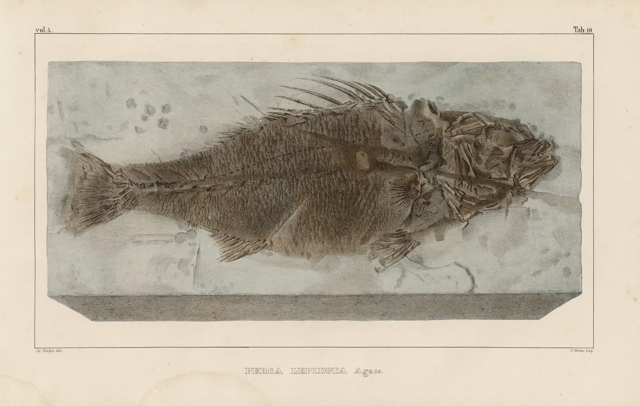 Recherches Sur Les Poissons Fossiles Pl 356 Wall Art by Louis Agassiz - High-Resolution Digital Print