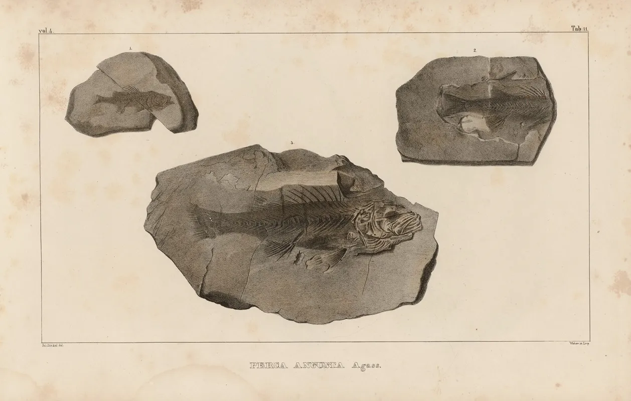 Recherches Sur Les Poissons Fossiles Pl 357 Wall Art by Louis Agassiz - High-Resolution Digital Print