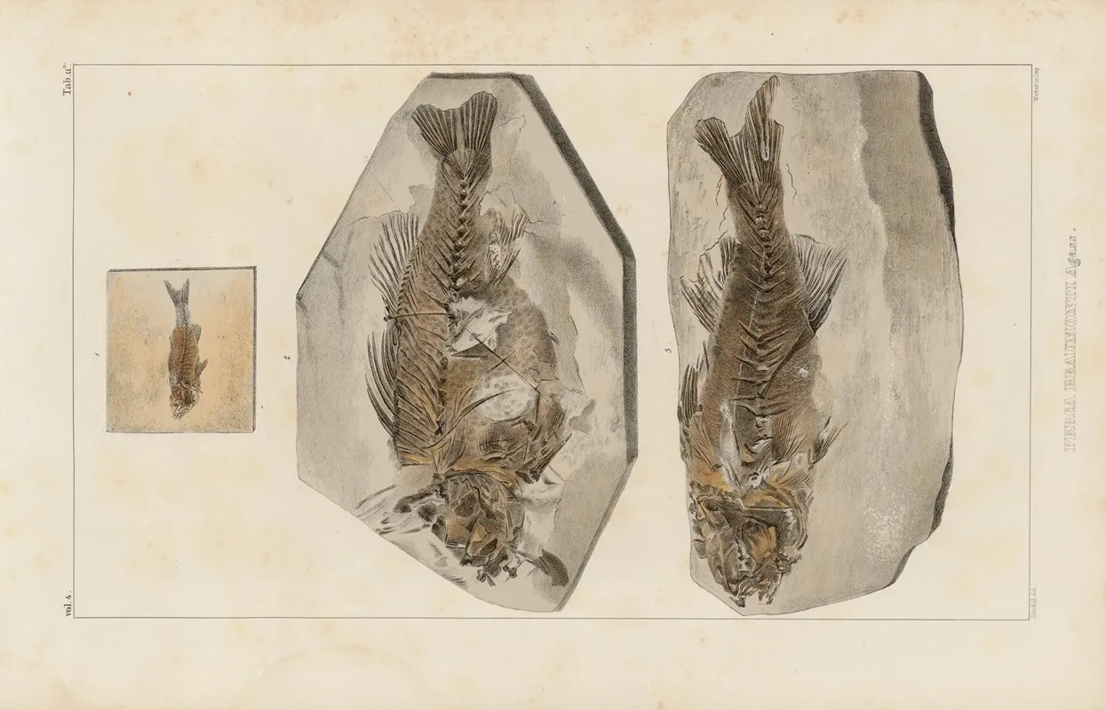 Recherches Sur Les Poissons Fossiles Pl 358 Wall Art by Louis Agassiz - High-Resolution Digital Print