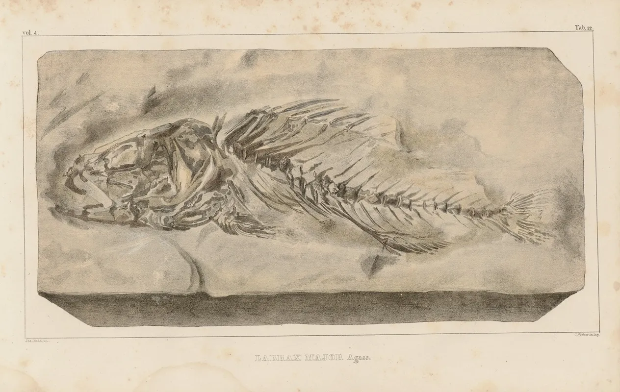 Recherches Sur Les Poissons Fossiles Pl 359 Wall Art by Louis Agassiz - High-Resolution Digital Print