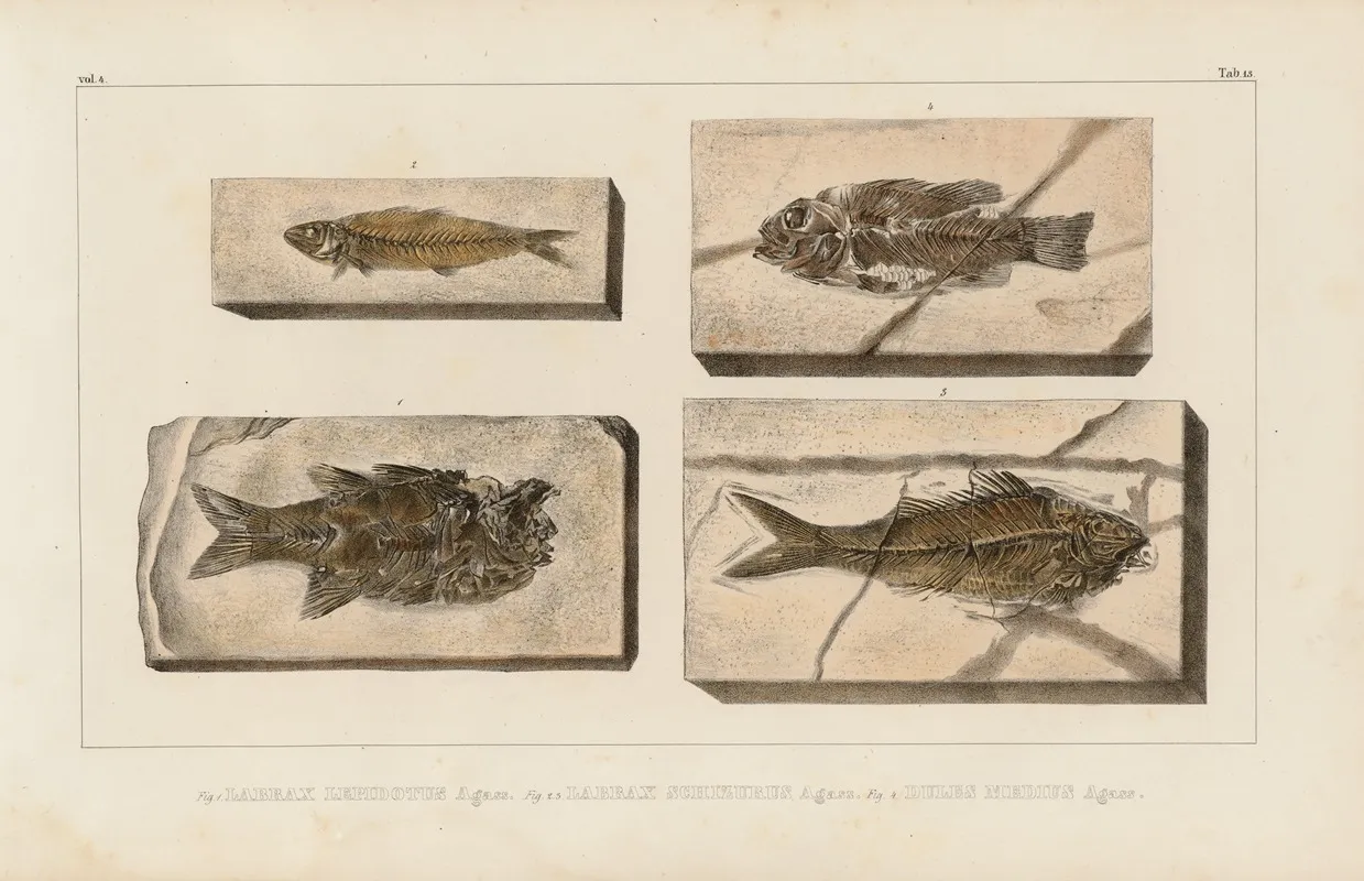 Recherches Sur Les Poissons Fossiles Pl 360 Wall Art by Louis Agassiz - High-Resolution Digital Print