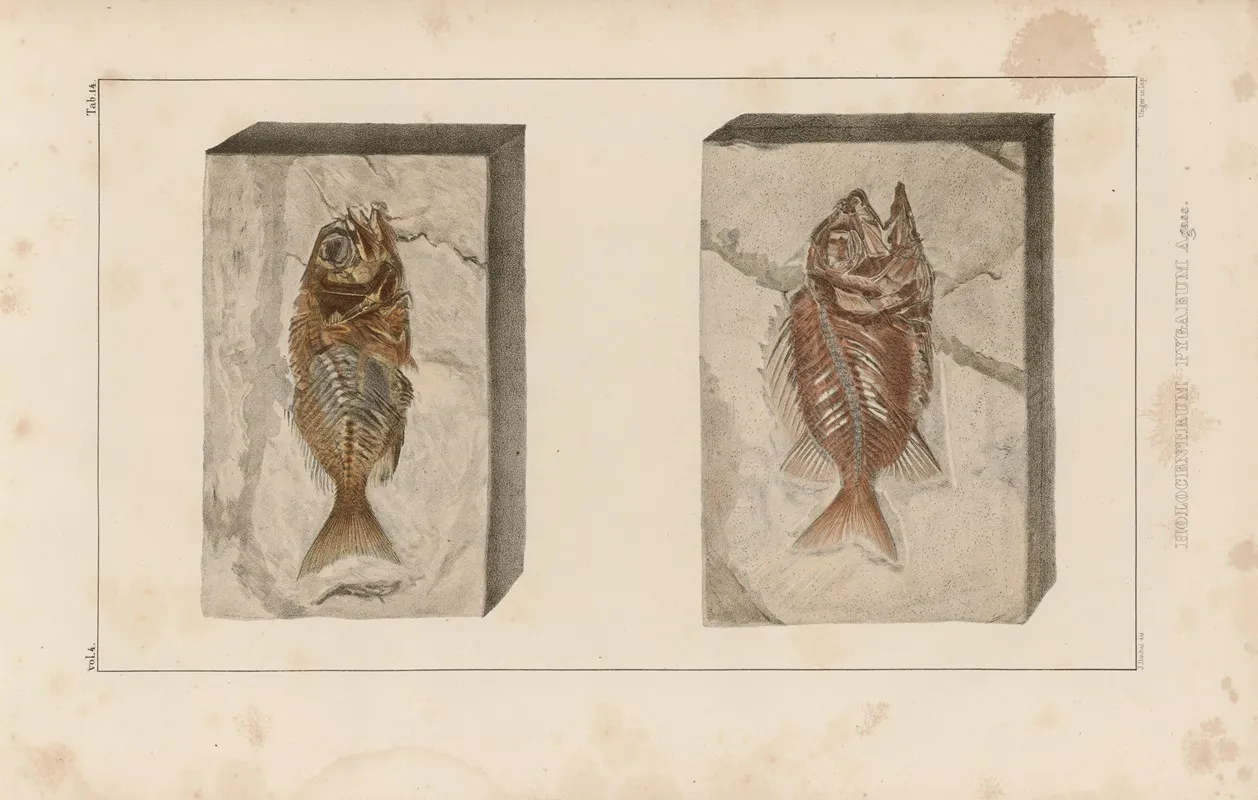 Recherches Sur Les Poissons Fossiles Pl 361 Wall Art by Louis Agassiz - High-Resolution Digital Print