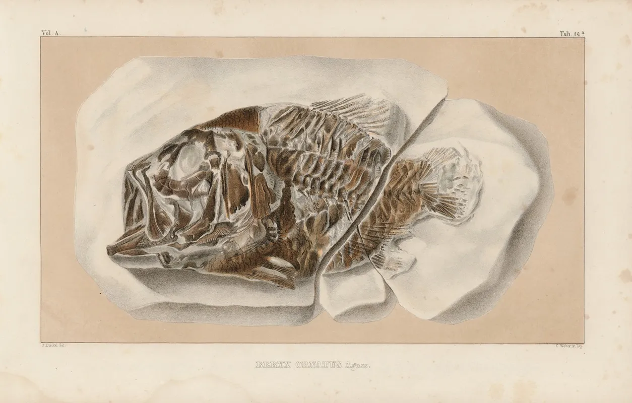 Recherches Sur Les Poissons Fossiles Pl 362 Wall Art by Louis Agassiz - High-Resolution Digital Print