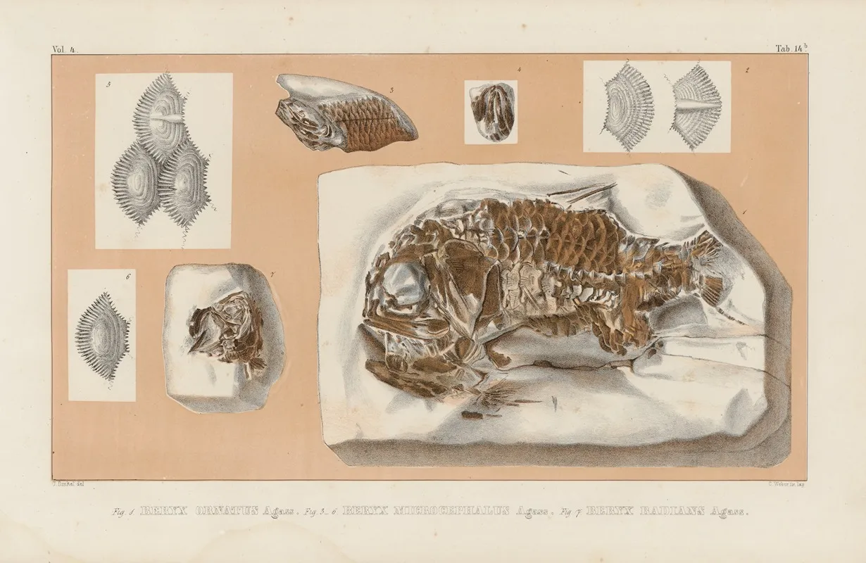 Recherches Sur Les Poissons Fossiles Pl 363 Wall Art by Louis Agassiz - High-Resolution Digital Print
