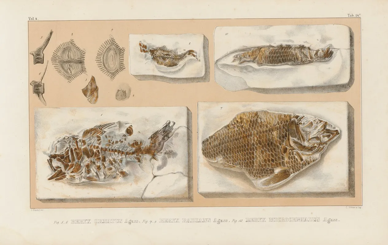 Recherches Sur Les Poissons Fossiles Pl 364 Wall Art by Louis Agassiz - High-Resolution Digital Print