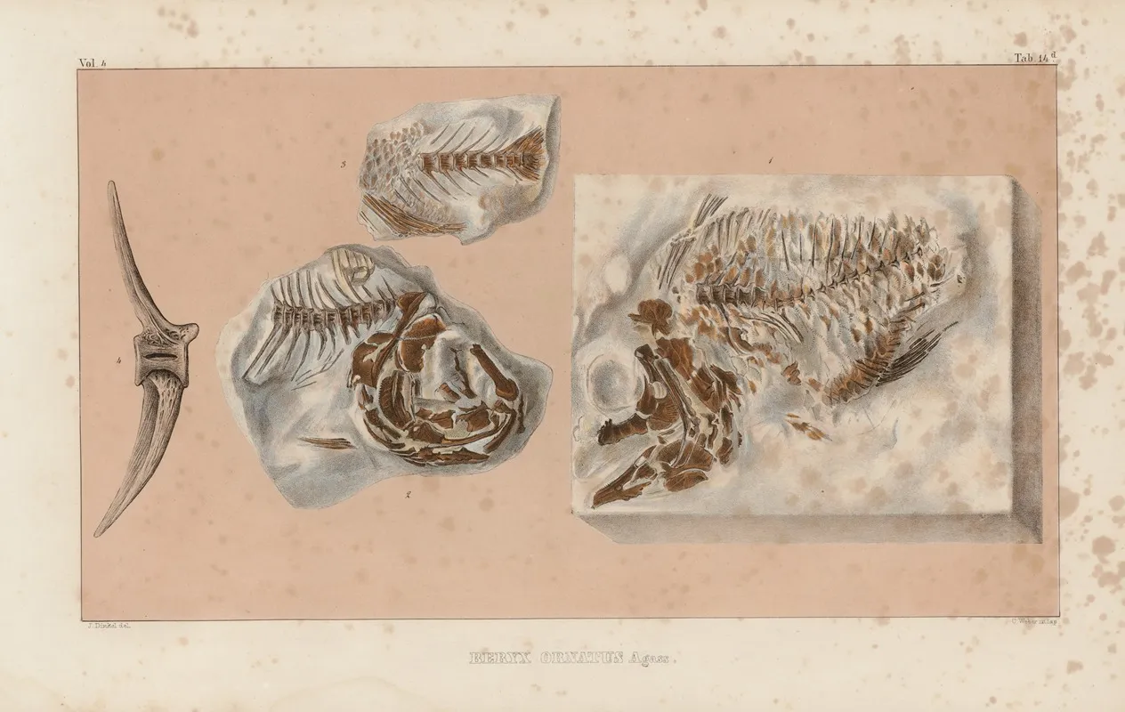 Recherches Sur Les Poissons Fossiles Pl 365 Wall Art by Louis Agassiz - High-Resolution Digital Print
