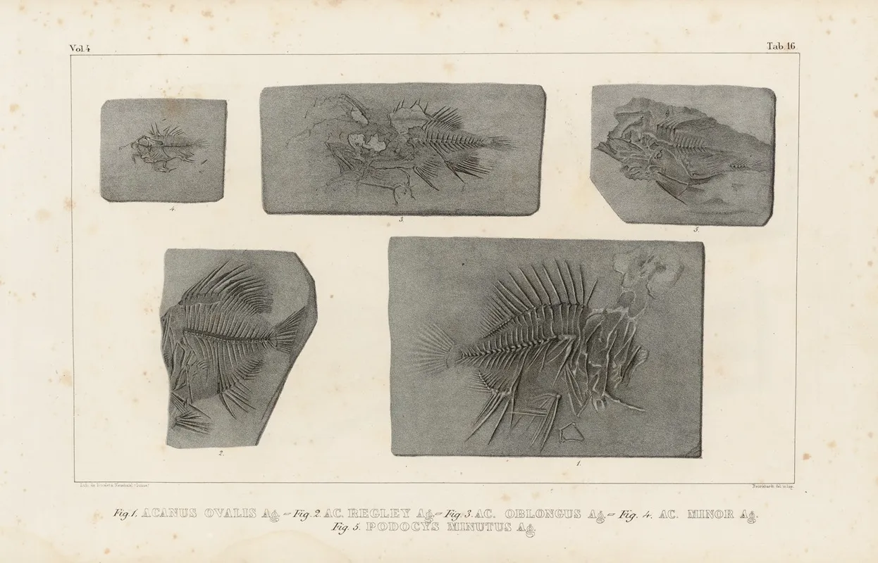 Recherches Sur Les Poissons Fossiles Pl 368 Wall Art by Louis Agassiz - High-Resolution Digital Print