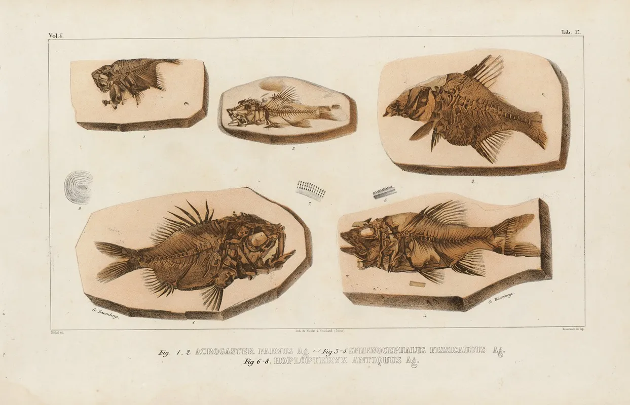 Recherches Sur Les Poissons Fossiles Pl 369 Wall Art by Louis Agassiz - High-Resolution Digital Print