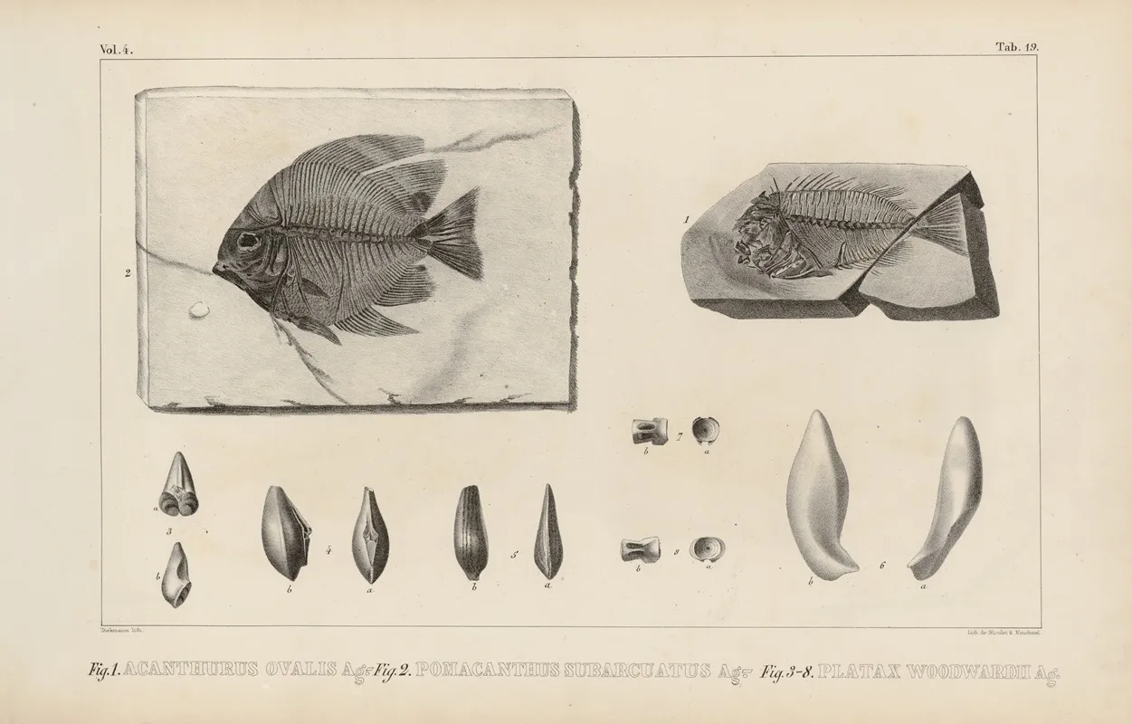 Recherches Sur Les Poissons Fossiles Pl 370 Wall Art by Louis Agassiz - High-Resolution Digital Print