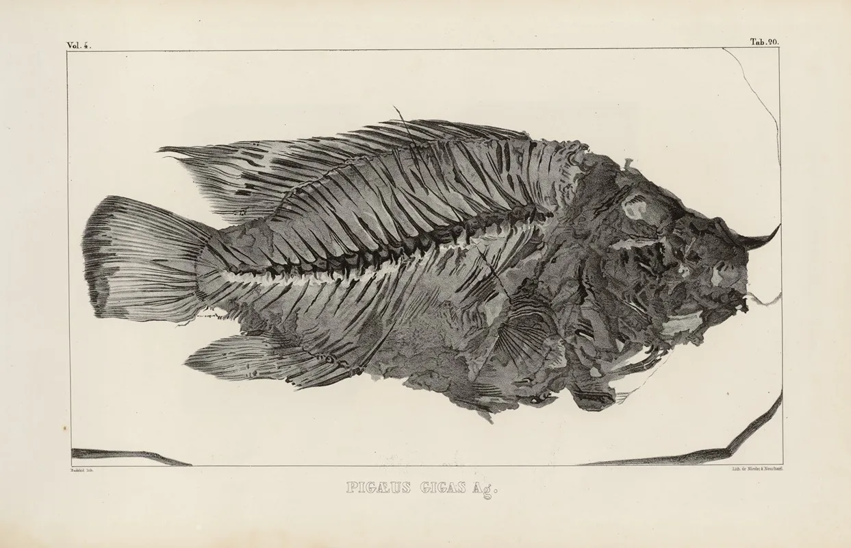Recherches Sur Les Poissons Fossiles Pl 371 Wall Art by Louis Agassiz - High-Resolution Digital Print