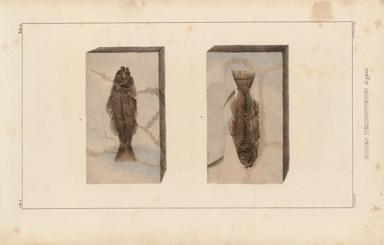 Recherches Sur Les Poissons Fossiles Pl 372 Wall Art by Louis Agassiz - High-Resolution Digital Print