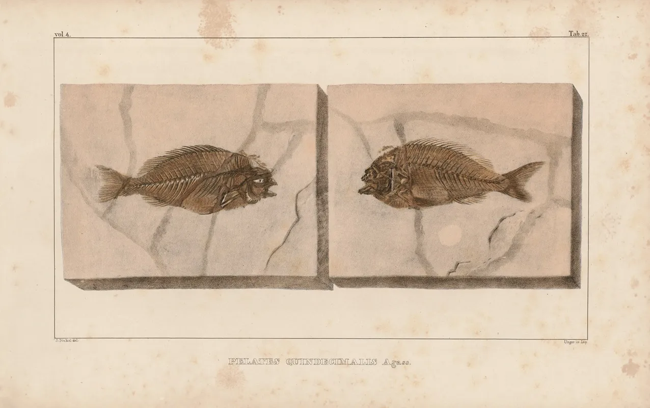 Recherches Sur Les Poissons Fossiles Pl 373 Wall Art by Louis Agassiz - High-Resolution Digital Print