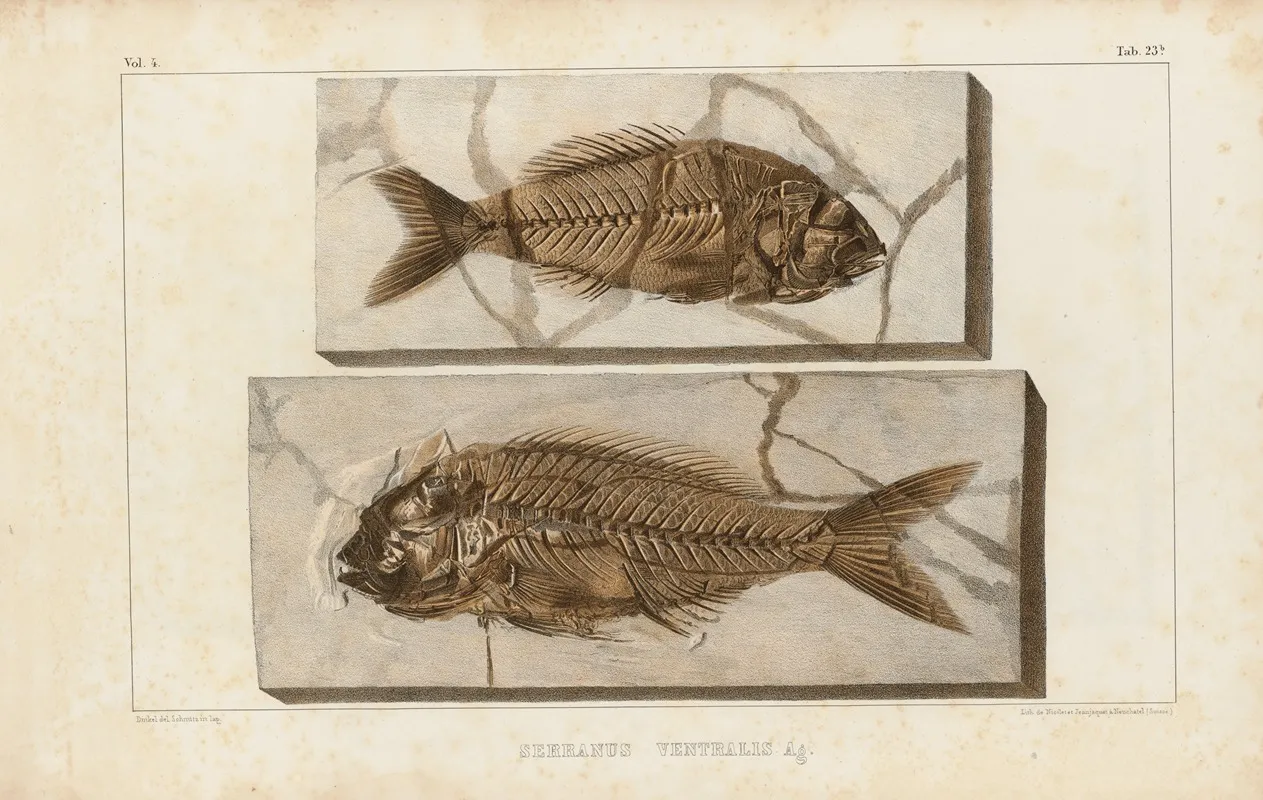 Recherches Sur Les Poissons Fossiles Pl 375 Wall Art by Louis Agassiz - High-Resolution Digital Print
