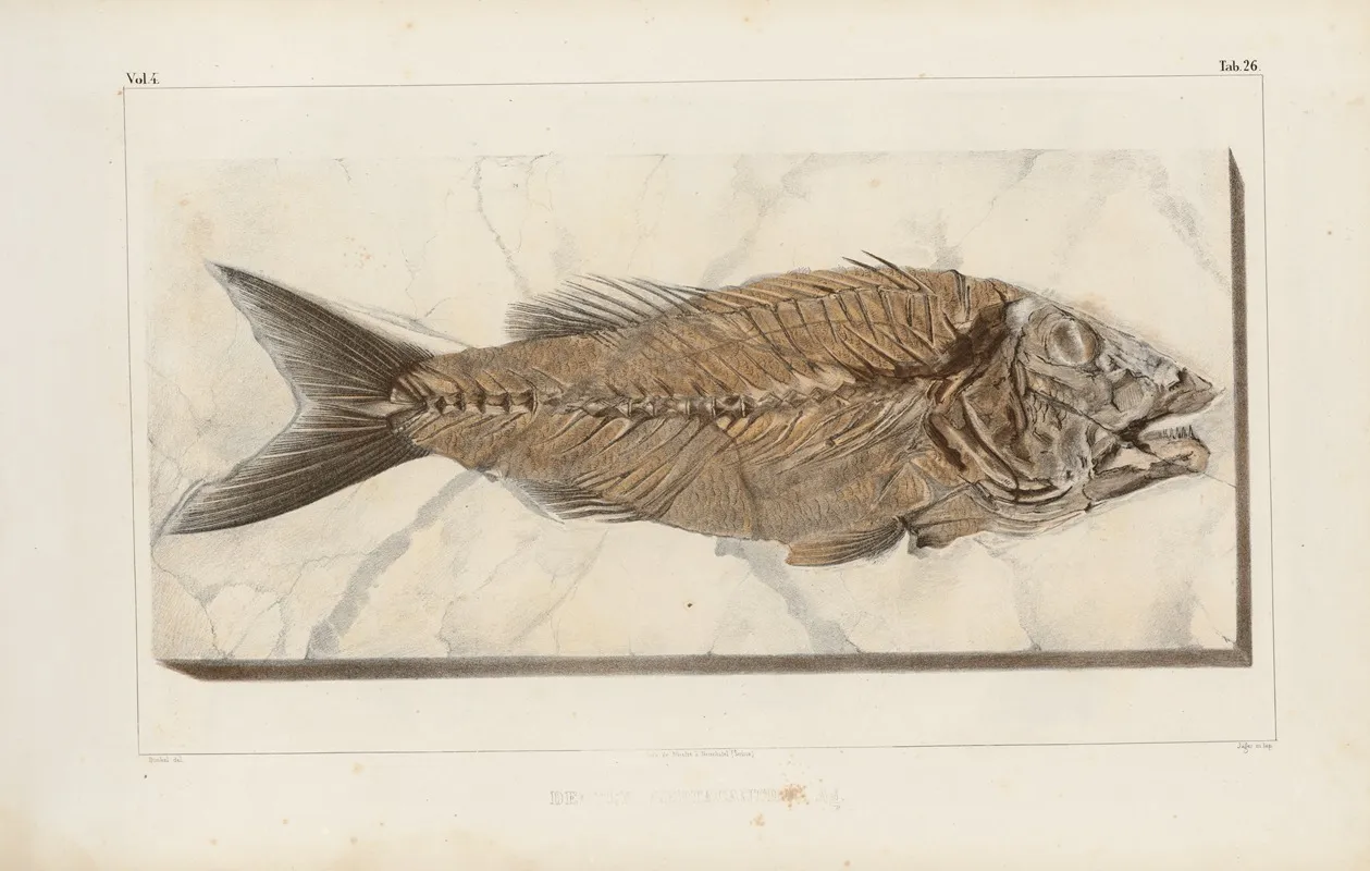 Recherches Sur Les Poissons Fossiles Pl 376 Wall Art by Louis Agassiz - High-Resolution Digital Print