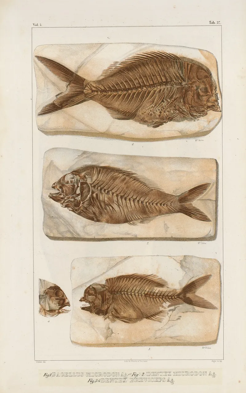 Recherches Sur Les Poissons Fossiles Pl 377 Wall Art by Louis Agassiz - High-Resolution Digital Print