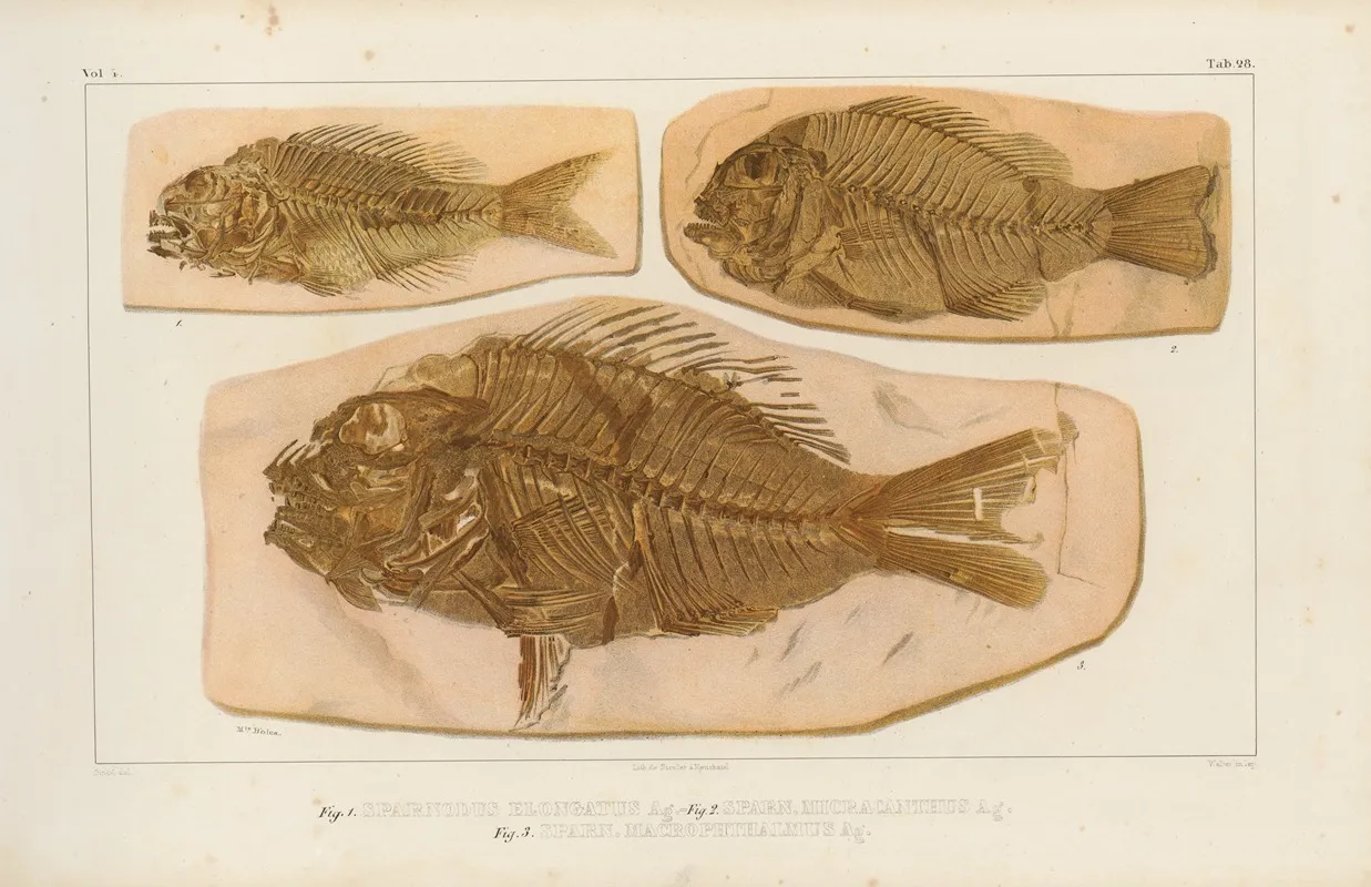 Recherches Sur Les Poissons Fossiles Pl 378 Wall Art by Louis Agassiz - High-Resolution Digital Print