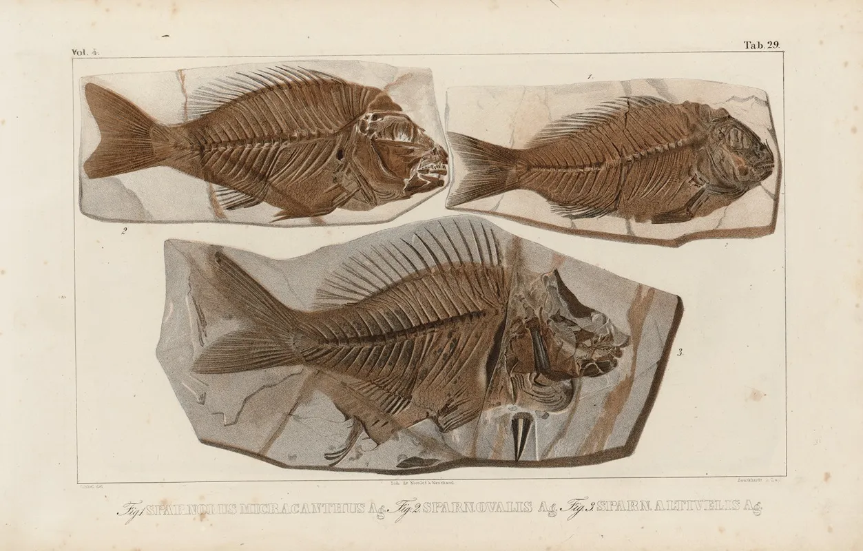 Recherches Sur Les Poissons Fossiles Pl 379 Wall Art by Louis Agassiz - High-Resolution Digital Print