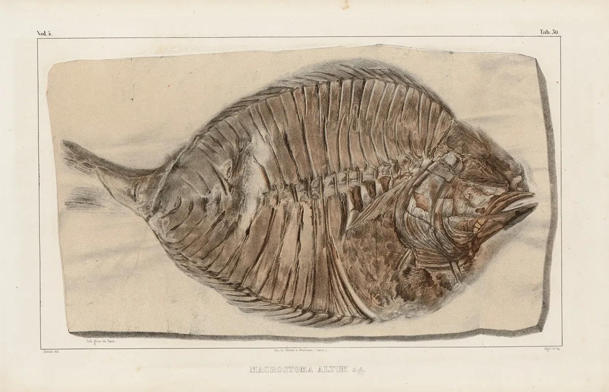 Recherches Sur Les Poissons Fossiles Pl 380 Wall Art by Louis Agassiz - High-Resolution Digital Print