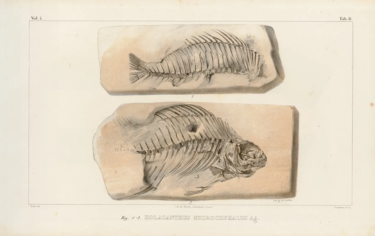 Recherches Sur Les Poissons Fossiles Pl 381 Wall Art by Louis Agassiz - High-Resolution Digital Print