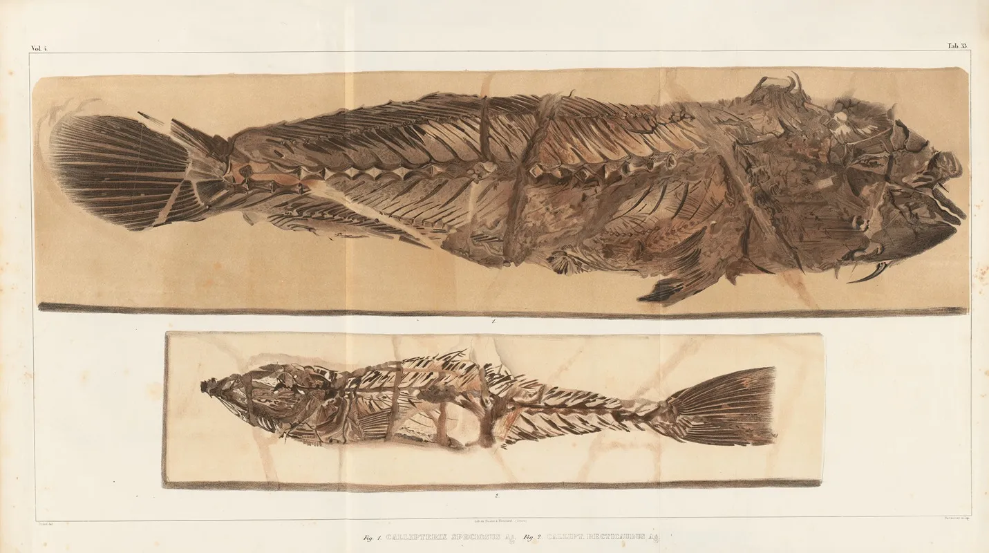Recherches Sur Les Poissons Fossiles Pl 383 Wall Art by Louis Agassiz - High-Resolution Digital Print