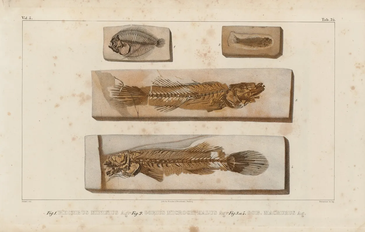 Recherches Sur Les Poissons Fossiles Pl 384 Wall Art by Louis Agassiz - High-Resolution Digital Print