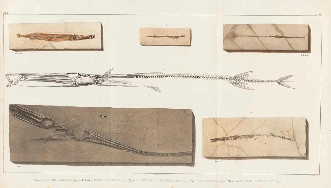 Recherches Sur Les Poissons Fossiles Pl 385 Wall Art by Louis Agassiz - High-Resolution Digital Print