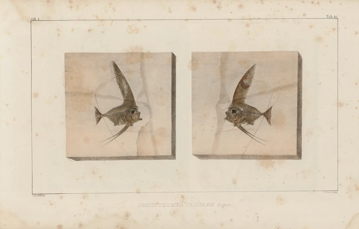 Recherches Sur Les Poissons Fossiles Pl 387 Wall Art by Louis Agassiz - High-Resolution Digital Print