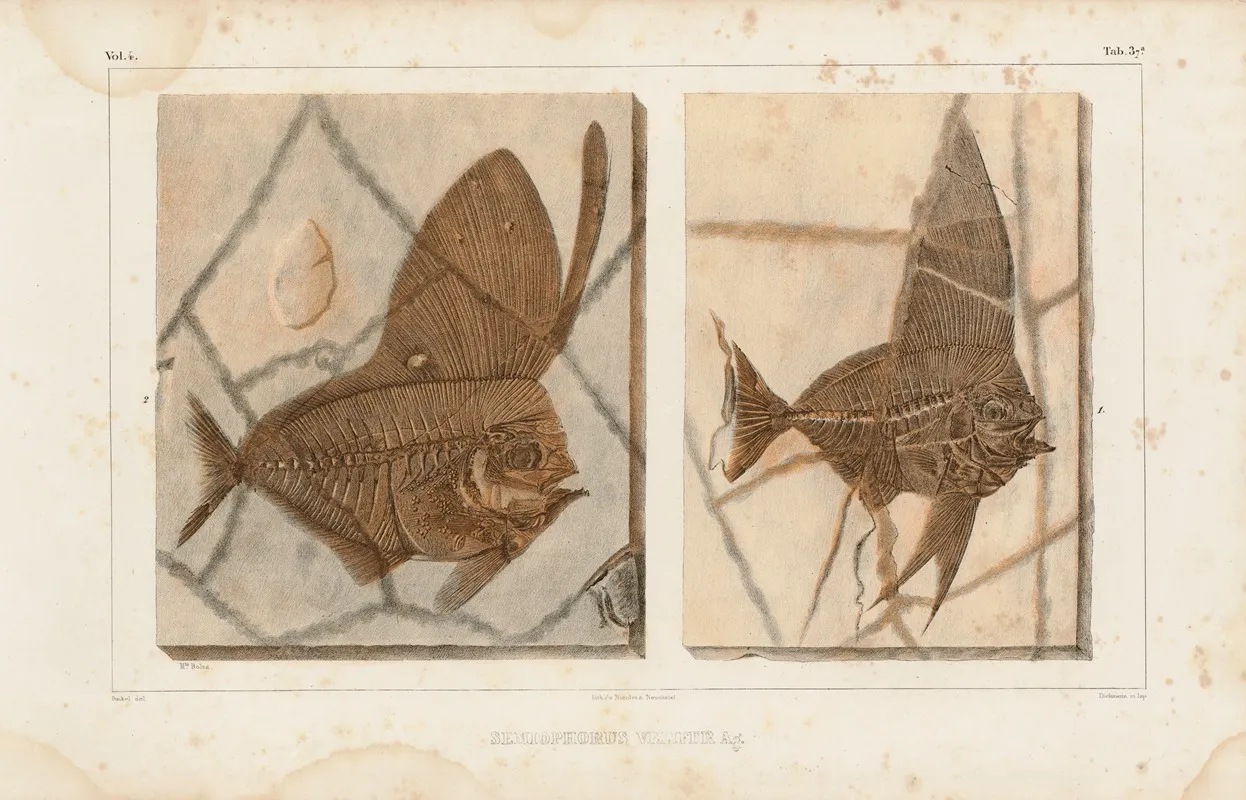 Recherches Sur Les Poissons Fossiles Pl 388 Wall Art by Louis Agassiz - High-Resolution Digital Print