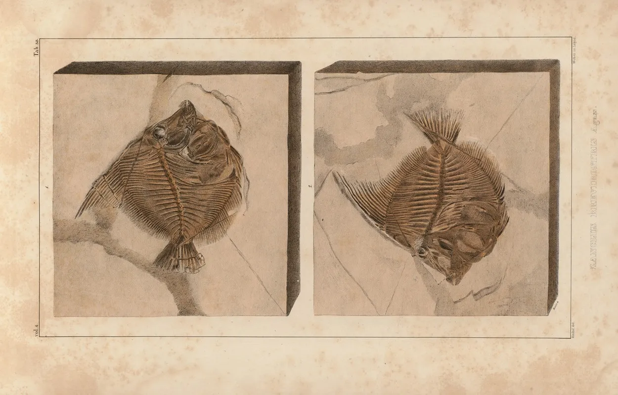 Recherches Sur Les Poissons Fossiles Pl 389 Wall Art by Louis Agassiz - High-Resolution Digital Print