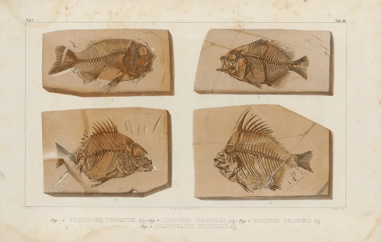 Recherches Sur Les Poissons Fossiles Pl 390 Wall Art by Louis Agassiz - High-Resolution Digital Print
