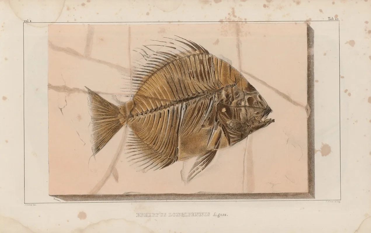 Recherches Sur Les Poissons Fossiles Pl 391 Wall Art by Louis Agassiz - High-Resolution Digital Print