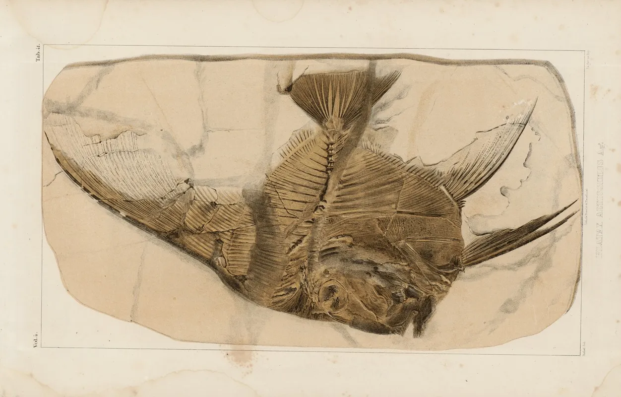 Recherches Sur Les Poissons Fossiles Pl 392 Wall Art by Louis Agassiz - High-Resolution Digital Print