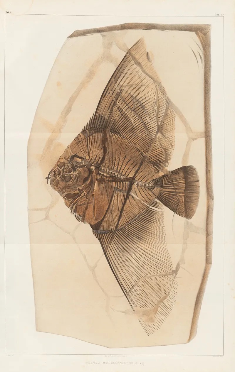 Recherches Sur Les Poissons Fossiles Pl 393 Wall Art by Louis Agassiz - High-Resolution Digital Print