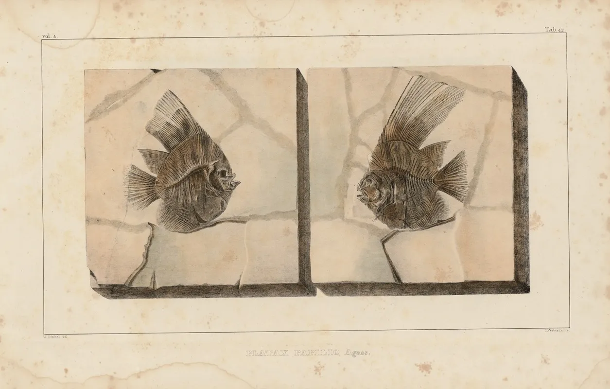 Recherches Sur Les Poissons Fossiles Pl 394 Wall Art by Louis Agassiz - High-Resolution Digital Print