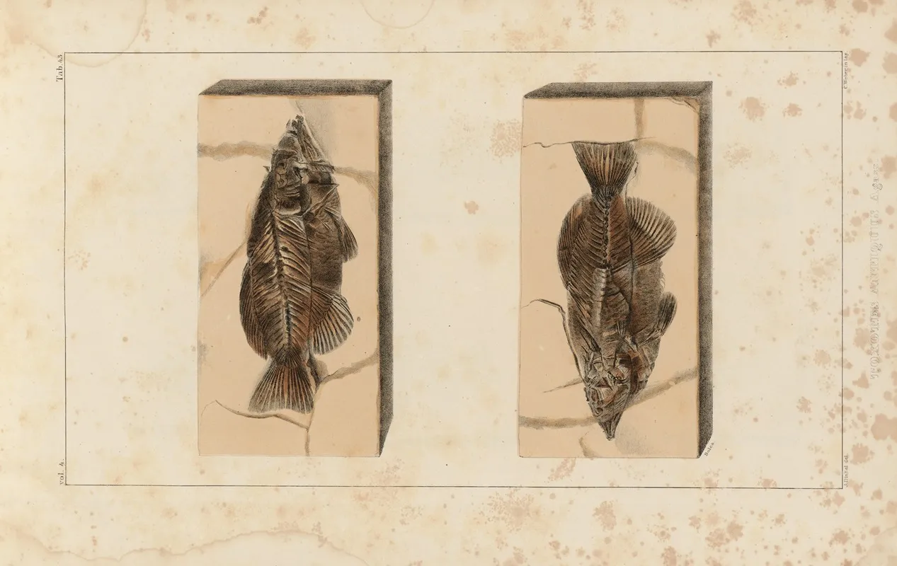 Recherches Sur Les Poissons Fossiles Pl 395 Wall Art by Louis Agassiz - High-Resolution Digital Print