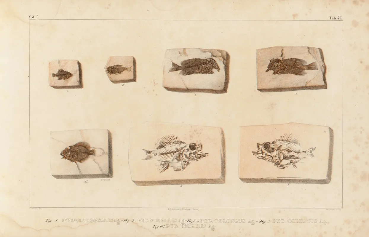 Recherches Sur Les Poissons Fossiles Pl 396 Wall Art by Louis Agassiz - High-Resolution Digital Print