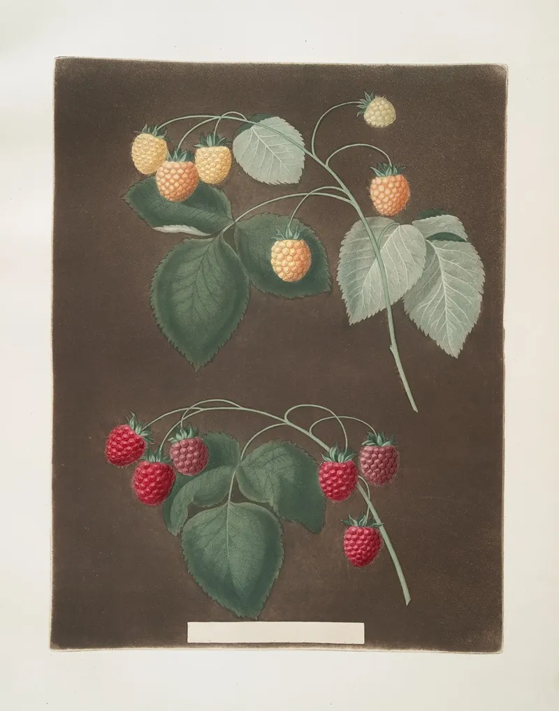 Red And The White Antwerp Raspberries Wall Art by George Brookshaw - High-Resolution Digital Print