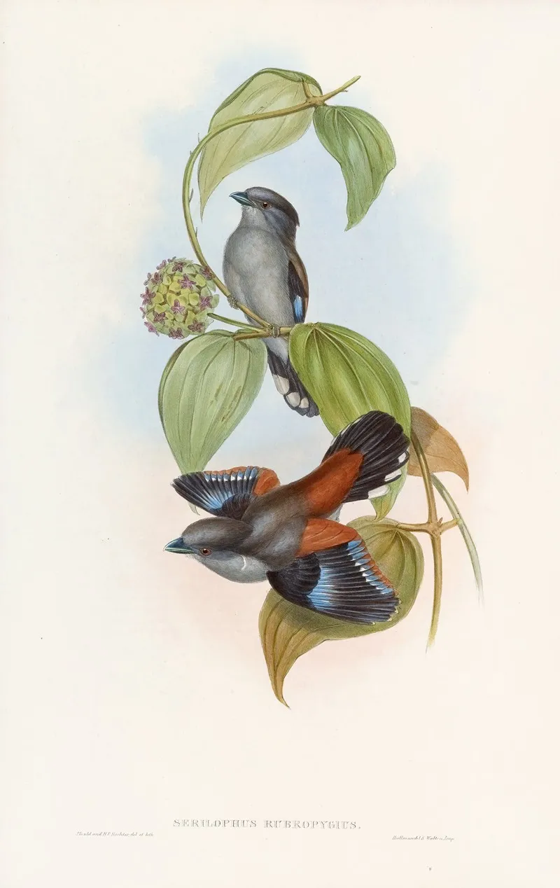 Red Backed Eurylaime Wall Art by John Gould - High-Resolution Digital Print