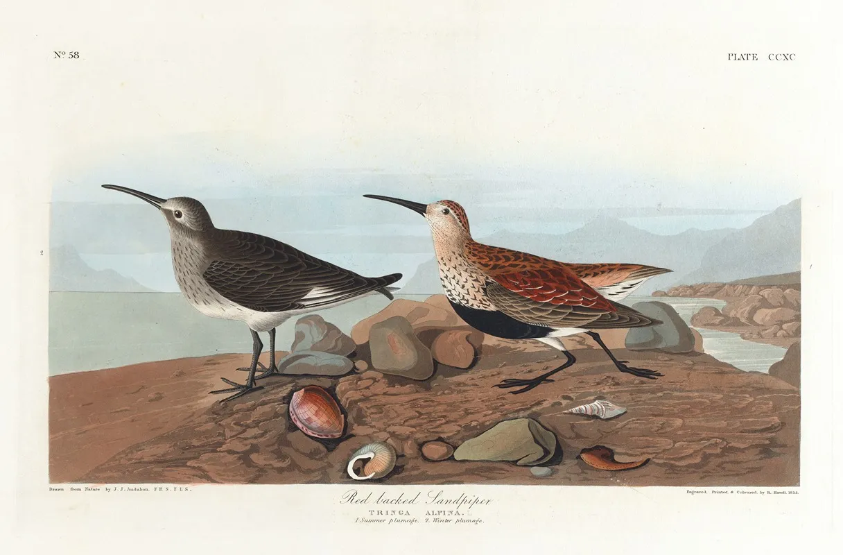 Red Backed Sandpiper Wall Art by John James Audubon - High-Resolution Digital Print