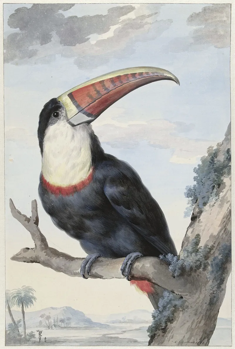 Red Billed Toucan Wall Art by Aert Schouman - High-Resolution Digital Print