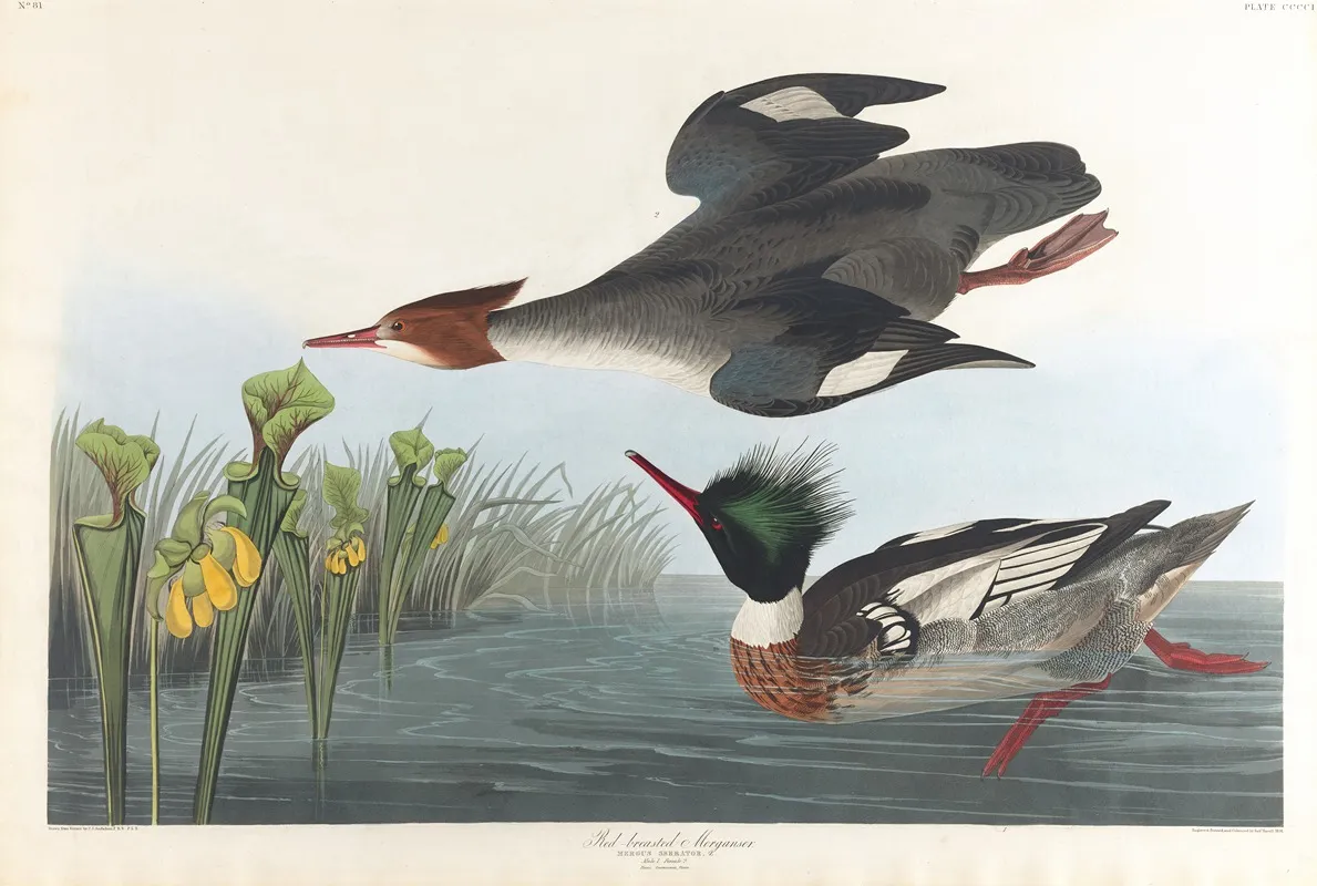 Red Breasted Merganser 2 Wall Art by John James Audubon - High-Resolution Digital Print